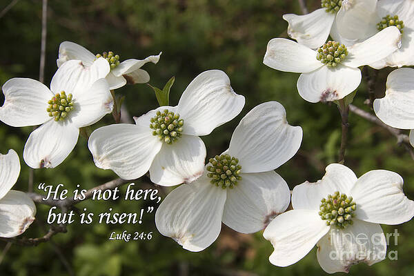 Wall Art - Photograph - Dogwood Blooms with Scripture by Jill Lang