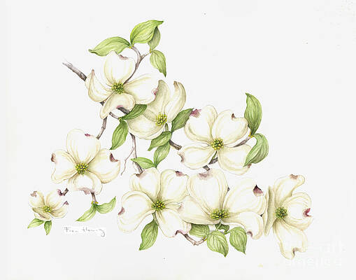 Dogwood in Spring by Fran Henig Dogwood in Spring by Fran Henig