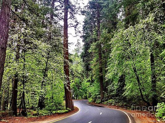 Dogwood Road  by Daniel Bradley