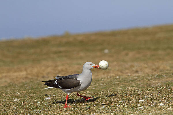 Wall Art - Photograph - Dolphin Gull With Penguin Egg by M. Watson