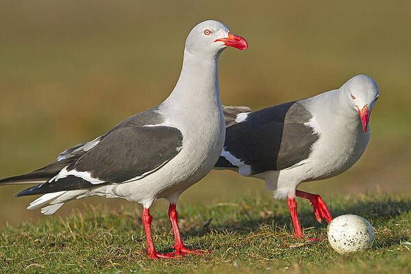 Wall Art - Photograph - Dolphin Gulls With Penguin Egg by M. Watson