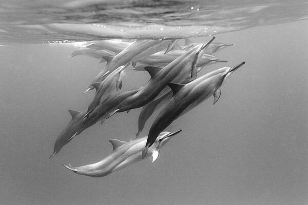Wall Art - Photograph - Dolphin Pod by Sean Davey