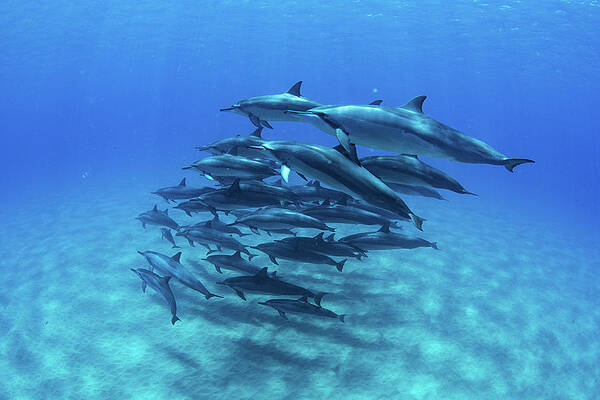 Wall Art - Photograph - Dolphins Swimming In Pacific Ocean by Panoramic Images