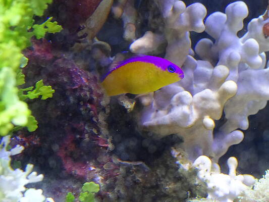 Dottyback After Dinner by Amanda Balough Dottyback After Dinner by Amanda Balough
