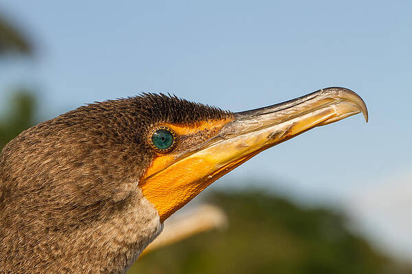 Wall Art - Photograph - Double-crested Cormorant by Doug McPherson