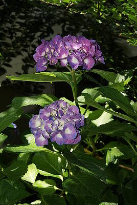 Double Header Hydrangea by Margie Avellino Double Header Hydrangea by Margie Avellino
