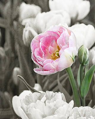Double Tulip Textured by Terry Weaver
