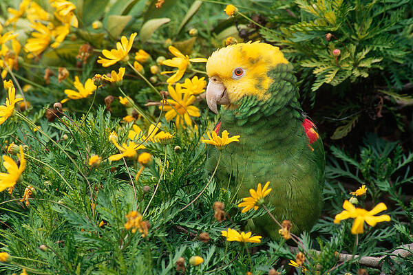 Wall Art - Photograph - Double Yellow-headed Amazon Parrot by Craig K. Lorenz
