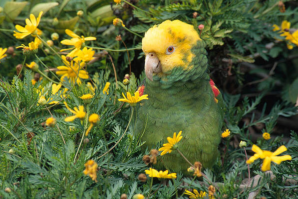 Wall Art - Photograph - Double Yellow Headed Parrot by Craig K. Lorenz
