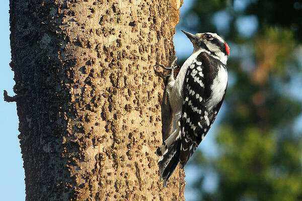 Downy Woodpecker male by Dale Bargmann