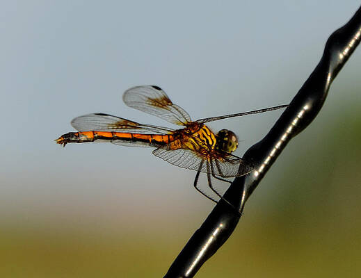 Dragonfly 1 by Stephanie Kendall