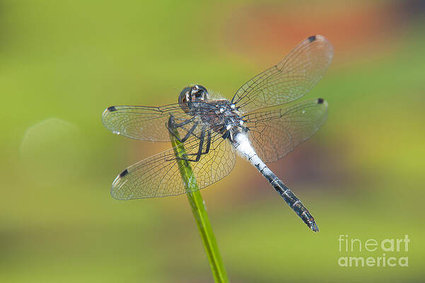 Wall Art featuring the photograph Dragonfly And Lily Pads by Clarence Holmes