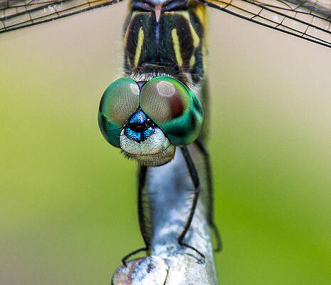 Wall Art - Photograph - Dragonfly by Bob Kinnison