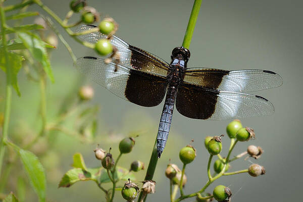Wall Art - Photograph - Dragonfly by David Hart