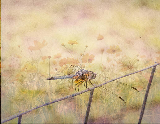 Dragonfly Dreams by Judy Hall-Folde Dragonfly Dreams by Judy Hall-Folde