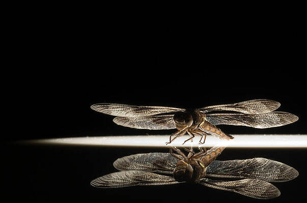 Wall Art - Photograph - Dragonfly Epitheca Regina by Aaron Ansarov