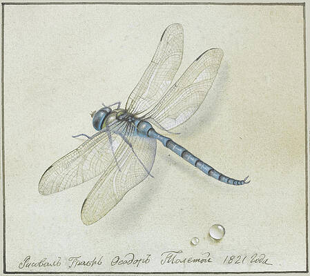 Dragonfly Print by Fyodor Petrovich Tolstoy