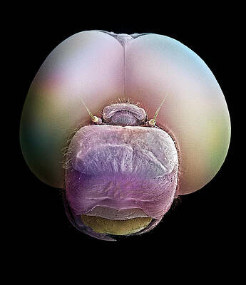 Wall Art - Photograph - Dragonfly Head SEM 25x Magnification by Albert Lleal