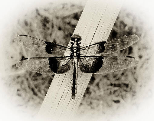 Dragonfly in Sepia by TONY GRIDER Dragonfly in Sepia by TONY GRIDER