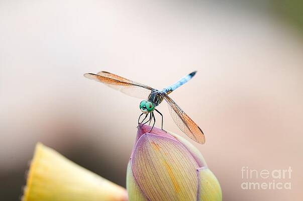 Dragonfly by Miguel Celis Dragonfly by Miguel Celis