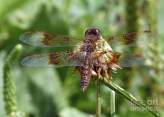 Dragonfly on Clover by Ilene Hoffman Dragonfly on Clover by Ilene Hoffman