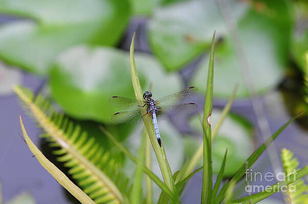 Dragonfly on Grass over Pond with Fish by Wayne Nielsen Dragonfly on Grass over Pond with Fish by Wayne Nielsen