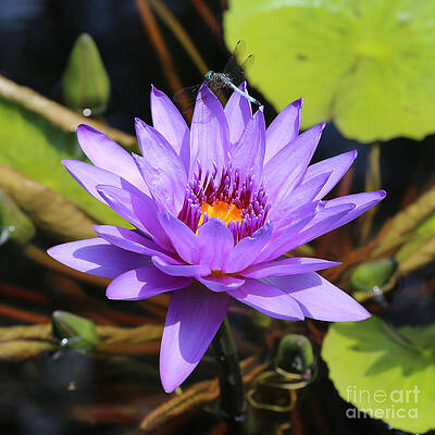 Dragonfly on Water Lily Square by Carol Groenen Dragonfly on Water Lily Square by Carol Groenen