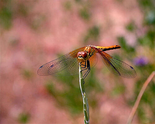 Wall Art featuring the photograph Dragonfly by Rona Black