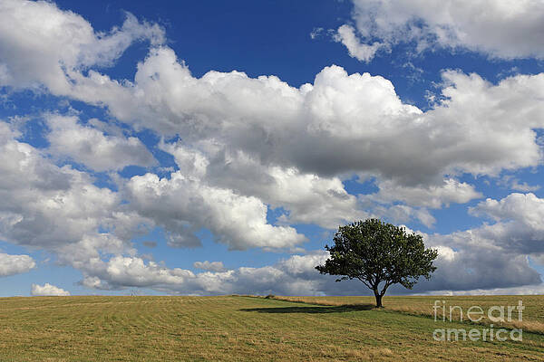 Wall Art - Photograph - Dramatic Clouds and The Tree by Julia Gavin