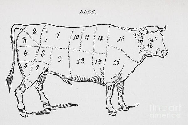 Wall Art - Drawing - Drawing of a bullock marked to show eighteen different cuts of meat by English School