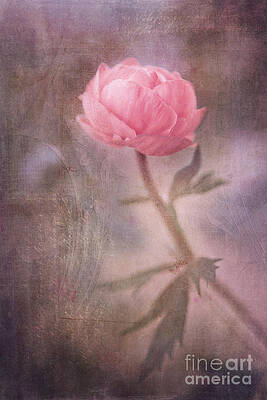 Wall Art - Photograph - Dream-struck by Priska Wettstein