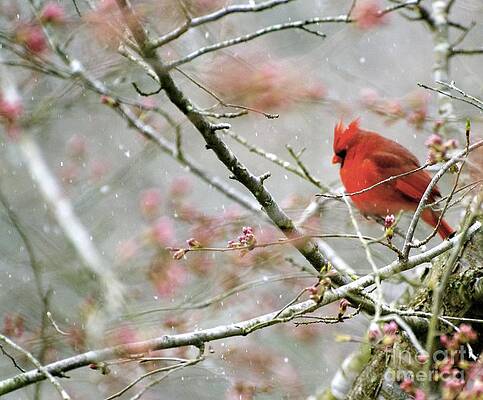 Dreaming of Spring by Sue McGlothlin Dreaming of Spring by Sue McGlothlin