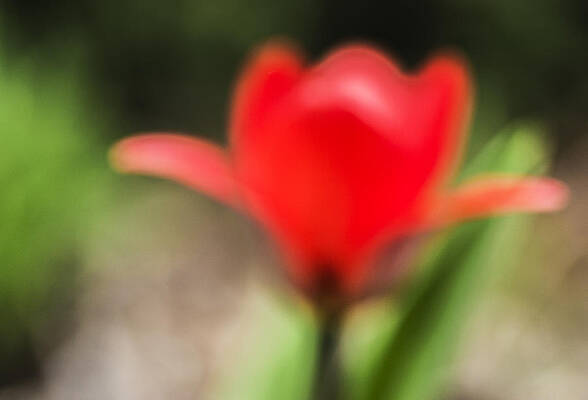 Dreamy red tulip by Arkady Kunysz Dreamy red tulip by Arkady Kunysz
