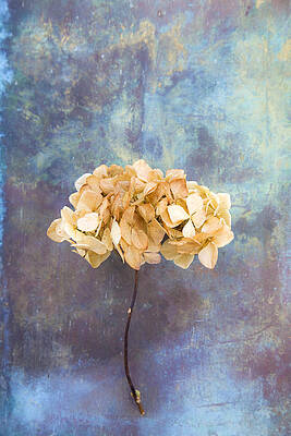 four dried roses Art Print by Maria Heyens