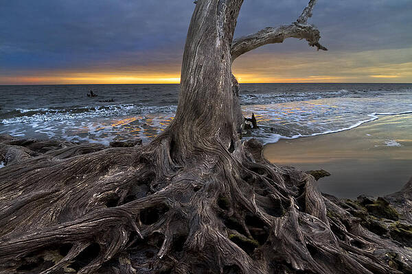 Wall Art - Photograph - Driftwood on Jekyll Island by Debra and Dave Vanderlaan