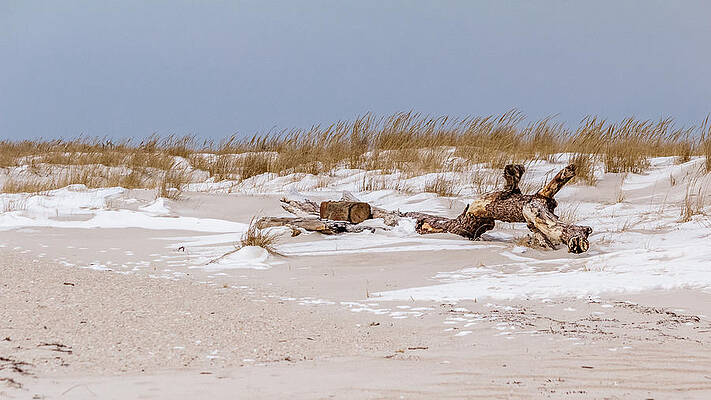 Wall Art - Photograph - Driftwood by SAURAVphoto Online Store