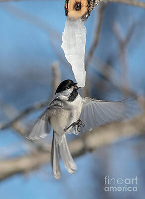 Wall Art - Photograph - Drinking in Flight by Cheryl Baxter