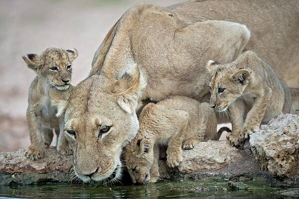 Wall Art - Photograph - Drinking Lioness With Cubs by Science Photo Library