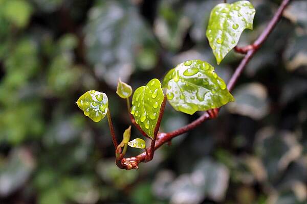 Drops of life by Mo  Khalel 