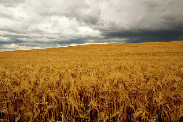 Wall Art - Photograph - Dry Field With Thunderstorm On Horizon by Corey Hendrickson