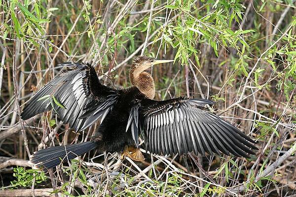Cormorant Drying Wings by IAN MCADIE Cormorant Drying Wings by IAN MCADIE