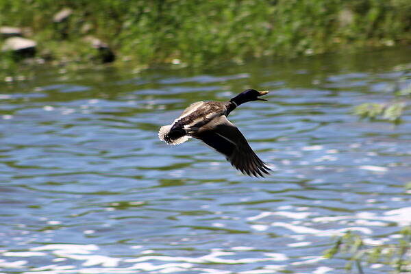 Duck in flight by Dale Mark