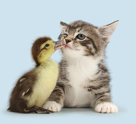 Wall Art - Photograph - Duck Tweaking The Lip Of Tabby Kitten by Mark Taylor