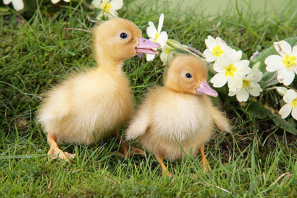Wall Art - Photograph - Ducklings In Spring by John Daniels