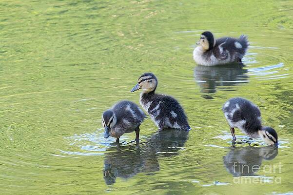 Ducklings by Miguel Celis Ducklings by Miguel Celis