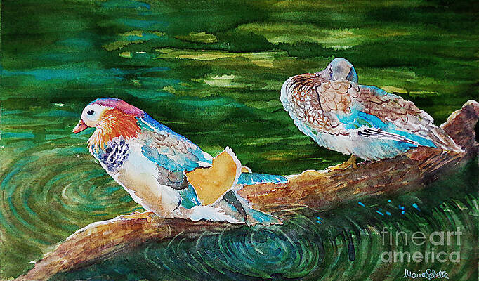 Ducks in a pond by Marisa Gabetta Ducks in a pond by Marisa Gabetta