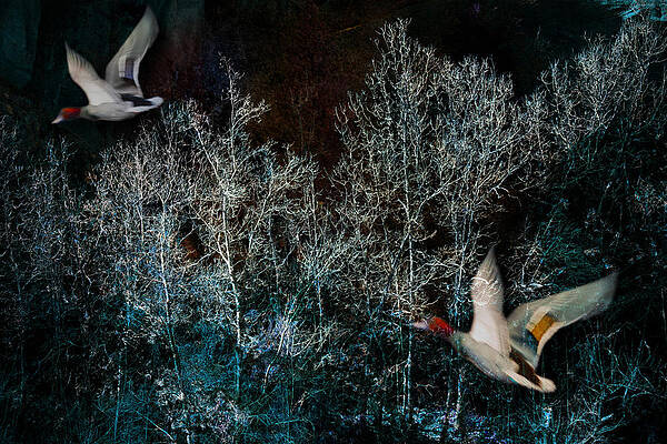 Wall Art - Photograph - Ducks in Trees West Fork NUmber Three by Bob Coates