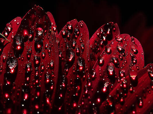 due to the dew by Joe Schofield due to the dew by Joe Schofield