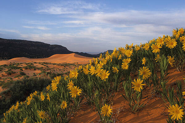 Dunes in Bloom by Susan Rovira Dunes in Bloom by Susan Rovira