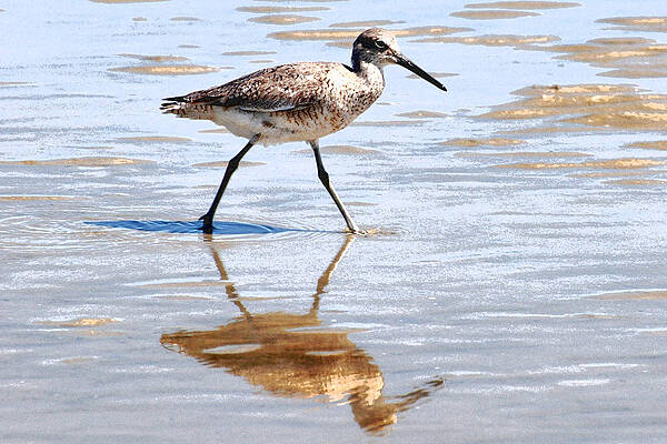 Dunlin on the shore by Peter DeFina Dunlin on the shore by Peter DeFina